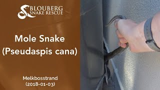 Mole Snake near Melkbosstrand, Cape Town, South Africa (20180103)