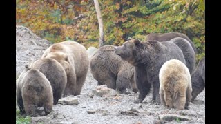 5 Brown Bears Attacked These Deer Hunters