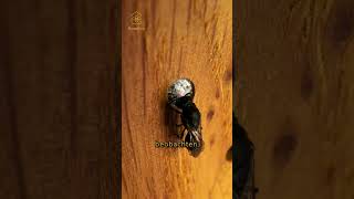 flowbees Bienenkunde Ep.6 #fy #wood #wildbienen #woodworking #startup #handwerk #wissen #natur #fyp