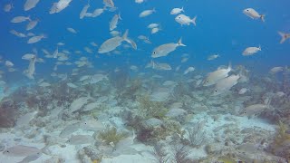 Diving the Beautiful Reefs of Islamorada, Florida Keys