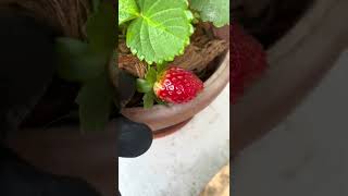 #Strawberry