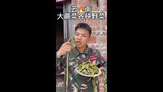 晚露营 这不是保护植物也不是你们说的金毛狗蕨菜  这是我这里人经常吃的一种大蕨菜