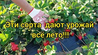 КЛУБНИКА-ЛУЧШИЕ СОРТА И НОВИНКИ!!!