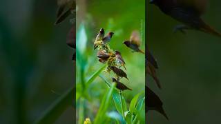 The Most BEAUTIFUL Small Birds In The World!