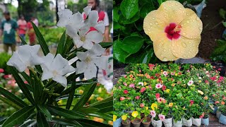 Plumeria Plant / Champa Flower Plant, Beli Flower Plant & Other Flower Plants.