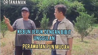 KEBUN JERUK MAJALENGKA VEPAT BERBUAH, MUDAH PERAWATANNYA