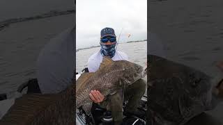 Massive Black Drum caught with cracked crab bait