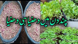 How to grow coriander from seed in pots.winter season.