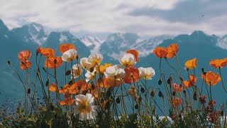 A Fresh Start to Your Mind with  Mountain Flowers and Soothing Music | Mind Relaxation