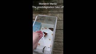 Monarch Mania