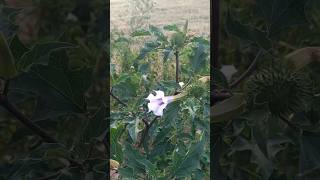 Datura stramonium L (estramonio)