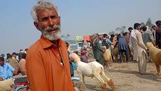 Narifarm mandi Ka Mukmal visit Eid Kay janwar mandi ma a gay han