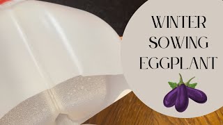 Winter Sowing 3 Different Eggplant