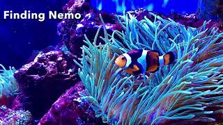 Finding Nemo | A Journey to The Aquarium of Niagara, New York