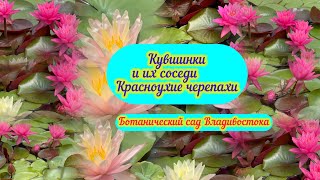 Кувшинки и их соседи - Красноухие черепахи. Ботанический сад Владивостока. Август 2024.