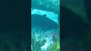 Underwater cave arch and fish. Stewart Island.