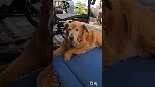 Sunday Morning Deck Part Titan age 13 #goldendog #dog #goldretriever #puppy