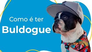 COMO É TER BULDOGUE FRANCÊS EM APARTAMENTO?