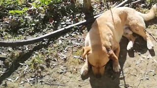 Stray dog badly injured was dying helpless .. See him today!