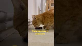 Решилипокормить кота уличного #кот #cat #шортс #мир #кошка #мирживотных #дом #лайк #взаимнаяподписка