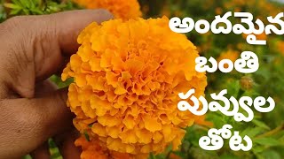 బంతి పువ్వుల తోట //vlog//#nature #garden #flowers #new #gardening