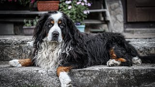 How do you groom a Bernese Mountain Dog s coat?