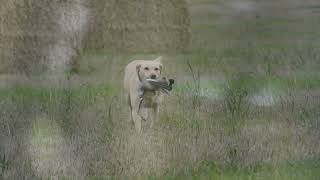 A few hours Pigeon shooting over decoys, with GT and retrieves from Kim the wonder dog.