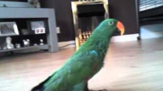 Parrot trick