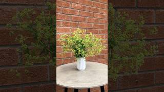 Adore the frothy lime-green flowers and apple-green scallop-shaped leaves of Alchemilla mollis