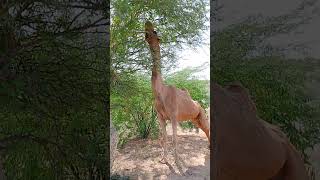 بدأ الجمل يأكل أوراق الشجر بسعادة في الغابة #animals #viralvideo #camel #wildlife