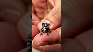 Adorable Tiny Cat Grabs Human Thumb – A Viral Sensation!