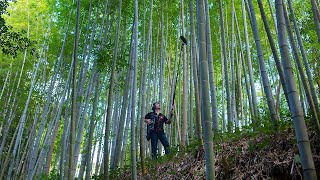 京都の嵯峨野竹林の音 | The Sound of Sagano Bamboo Forest in Kyoto