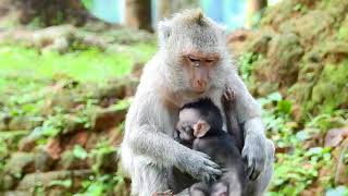 Jade Hold Baby Monkey Jinx In Chest, Very Much Hungry Baby Monkey Jinx.