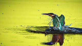 Bird photography, autumn ,Kingfisher Egret, Cormorant and Heron  revolution