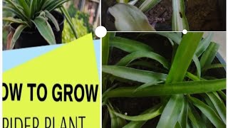 HOTW TO GROW & care  spider plant// chlorophytum spider /🕷️🪴