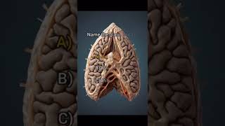 Quiz For Neet Biology #humananatomyandphysiology #neetbiologynotes #junaidalam #trending