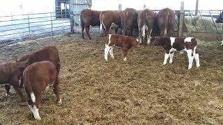 Maine Anjou Calves