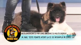 Mihai Nae @MetropolaTV | Akita American cu par lung un soi obținut din greseala