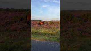 🌎 Wild Pony | New Forrest National Park | UK | #shorts