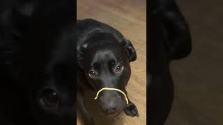 Black Lab Things TikTok will stout