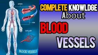 blood Vessels | Arteries | Veins | Capillary | Capillary Bed |Physiology & histology of Blood Vessel