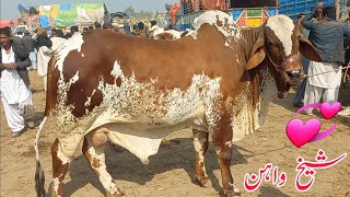 Animals Short Purchaser Upset|Sheikhwan Cow Mandi|