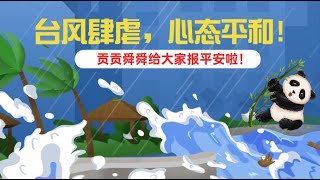 熊猫滚滚知多少22｜台风肆虐，心态平和！贡贡舜舜给大家报平安啦！