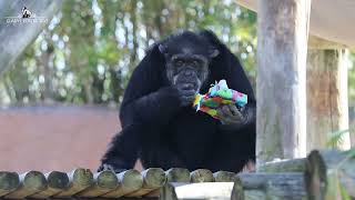 Chimp Birthday Party- Sancho Turns 46!