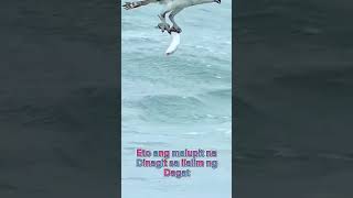 Ang lupit ng aguila #shortvideo #shortsfeed #explore #popular #shorts #short #youutubeshorts #viral