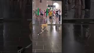 Happy dance 🥰Vidz6 #lovegoldens #funnypets #pets  #dogs #fyp #petvideos #funnyanimals