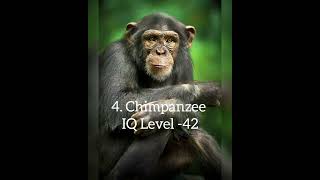 Top 5 Most Intelligent Animals In The World 🧠🌍#Shorts #Viral 🔥🔥