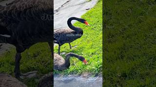 Black swans 6