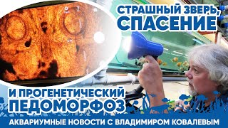 Аквариумные новости с Владимиром Ковалёвым (25.10.2024).Страшный зверь и прогенетический педоморфоз.