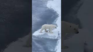 Oso Inteligente cruzando el Hielo ...